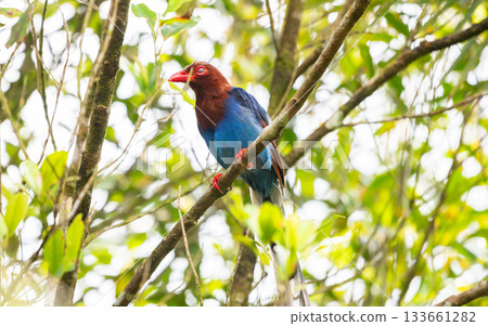 Sri Lanka blue magpie or Ceylon magpie (Urocissa ornata) bird perch on a tree branch at the Sinharaja forest reserve. 133661282