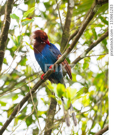 Sri Lanka blue magpie or Ceylon magpie (Urocissa ornata) bird preening feathers at Sinharaja forest reserve 133661283
