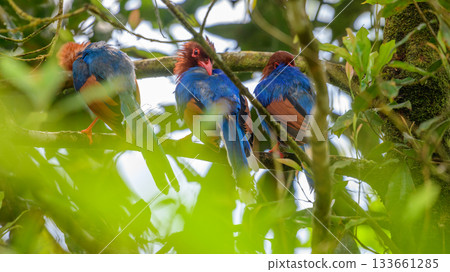 Sri Lanka blue magpies group perch on a tree branch at the Sinharaja forest reserve. Shot from behind. 133661285