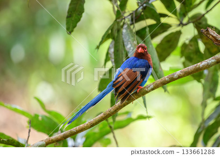 Sri Lanka blue magpie or Ceylon magpie (Urocissa ornata) bird perch on a tree branch at the Sinharaja forest reserve. Sri Lanka blue magpie or Ceylon magpie (Urocissa ornata) bird perch on a tree branch at the Sinharaja forest reserve. 133661288