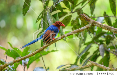 Sri Lanka blue magpie or Ceylon magpie (Urocissa ornata) bird perch on a tree branch at the Sinharaja forest reserve. Sri Lanka blue magpie or Ceylon magpie (Urocissa ornata) bird perch on a tree branch at the Sinharaja forest reserve. 133661290