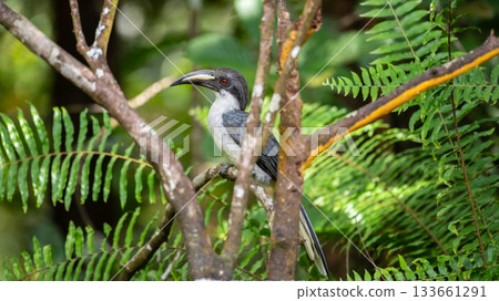 Sri Lanka grey hornbill (Ocyceros gingalensis) perched on a tree branch in the Sinharaja Forest Reserve. Sri Lanka grey hornbill (Ocyceros gingalensis) perched on a tree branch in the Sinharaja Forest Reserve. 133661291