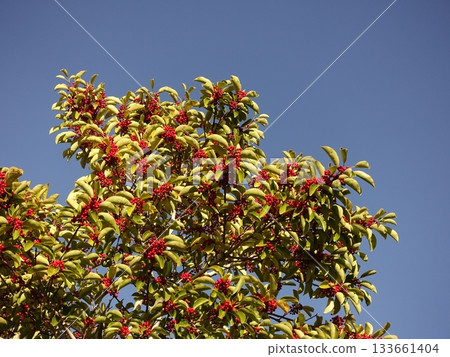 Ilex rotunda (also for lucky charms) Ilex rotunda (also for lucky charms) 133661404