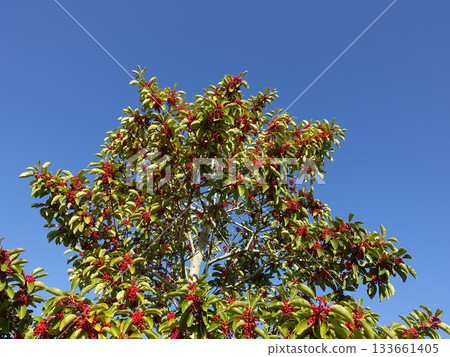 Ilex rotunda (also for lucky charms) Ilex rotunda (also for lucky charms) 133661405