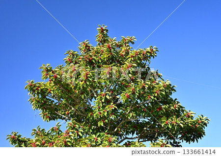 Ilex rotunda (also for lucky charms) Ilex rotunda (also for lucky charms) 133661414