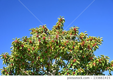 Ilex rotunda (also for lucky charms) Ilex rotunda (also for lucky charms) 133661415