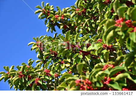Ilex rotunda (also for lucky charms) Ilex rotunda (also for lucky charms) 133661417