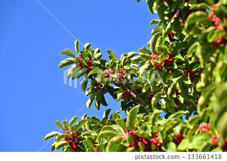 冬青圓形大廳（也用於幸運符） 133661418