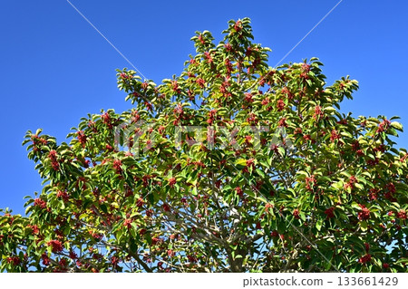 Ilex rotunda (also for lucky charms) 133661429