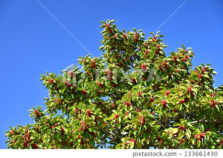 Ilex rotunda (also for lucky charms) 133661430