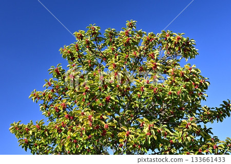 Ilex rotunda (also for lucky charms) Ilex rotunda (also for lucky charms) 133661433