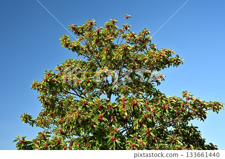 Ilex rotunda (also for lucky charms) 133661440