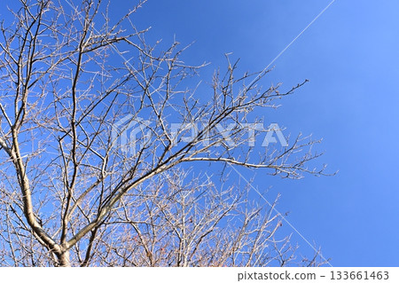 冬天圖片 133661463