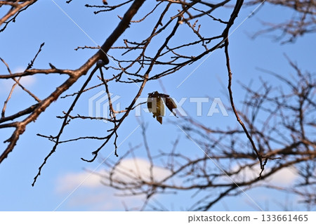 冬天圖片 冬天圖片 133661465