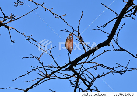 冬天圖片 冬天圖片 133661466