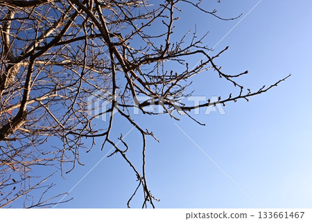 冬天圖片 冬天圖片 133661467