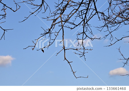 冬天圖片 冬天圖片 133661468