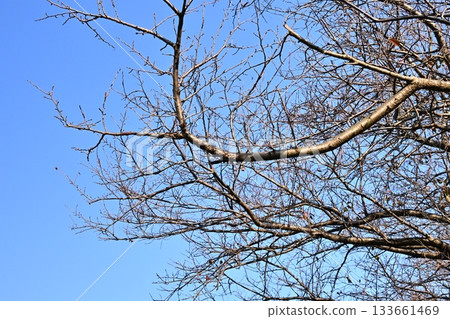 冬天圖片 冬天圖片 133661469