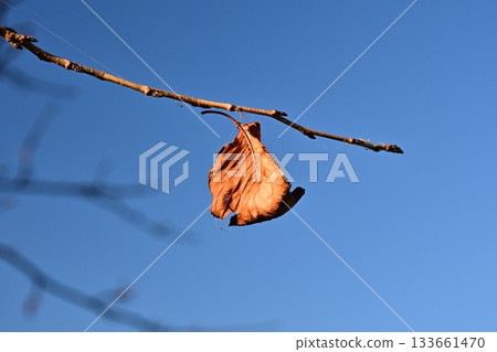 冬天圖片 冬天圖片 133661470