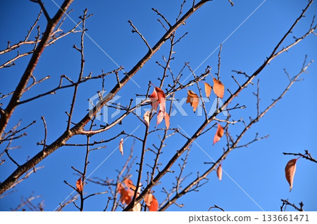 冬天圖片 冬天圖片 133661471