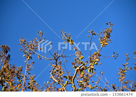 winter image 133661474