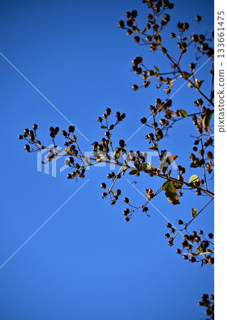 冬天圖片 冬天圖片 133661475