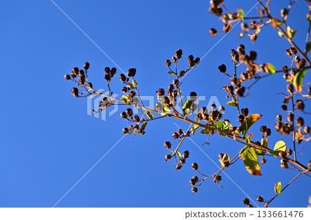 冬天圖片 冬天圖片 133661476