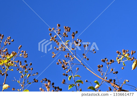 冬天圖片 冬天圖片 133661477