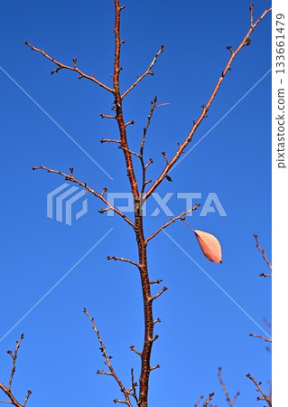 冬天圖片 冬天圖片 133661479