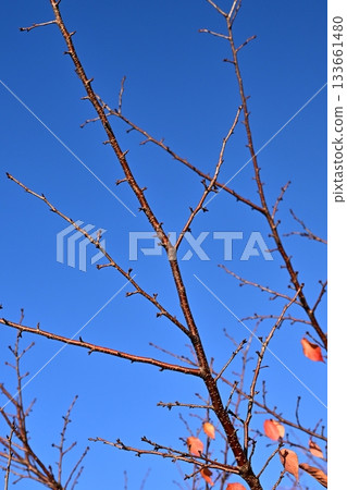 冬天圖片 冬天圖片 133661480