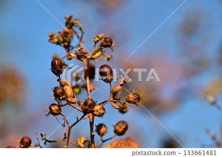 冬天圖片 冬天圖片 133661481