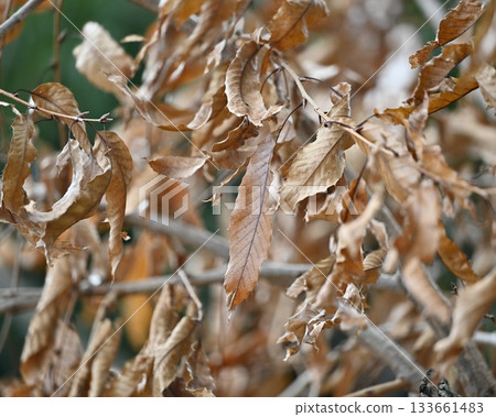 冬天圖片 133661483