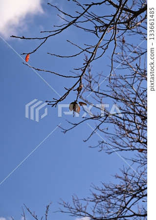 冬天圖片 冬天圖片 133661485