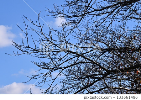 冬天圖片 冬天圖片 133661486