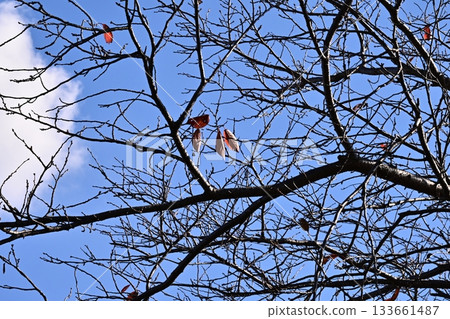 冬天圖片 冬天圖片 133661487