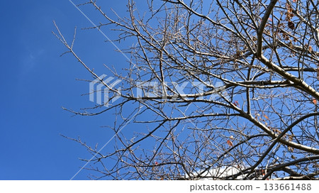 冬天圖片 冬天圖片 133661488