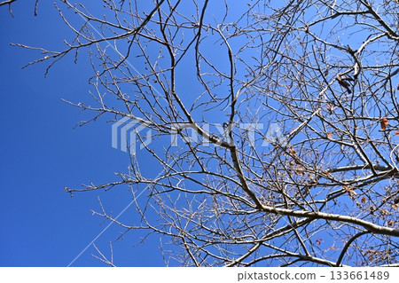 冬天圖片 冬天圖片 133661489