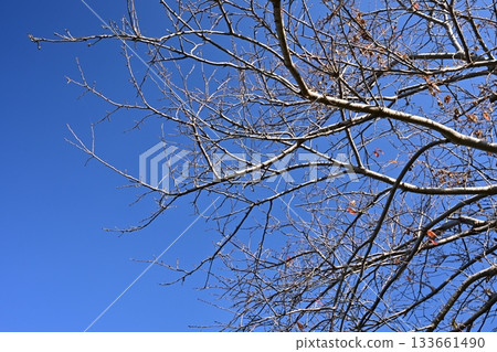 冬天圖片 冬天圖片 133661490