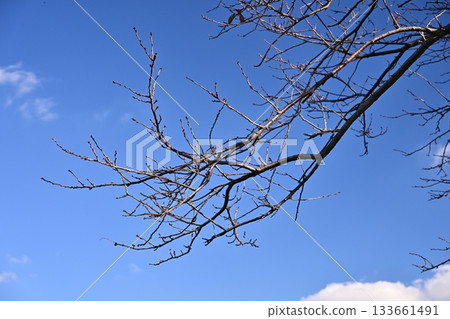 冬天圖片 冬天圖片 133661491