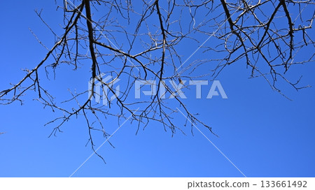 冬天圖片 冬天圖片 133661492