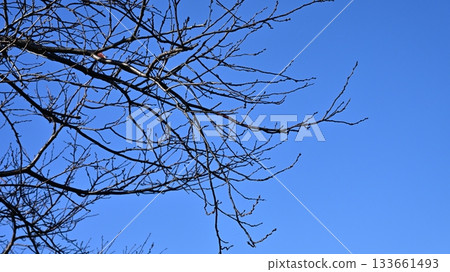 冬天圖片 冬天圖片 133661493