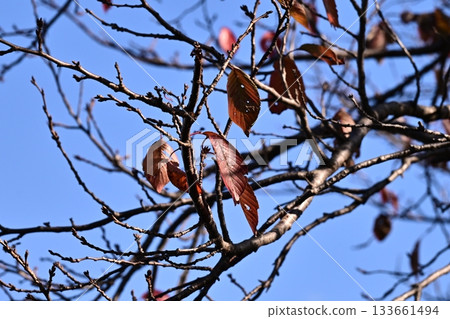 冬天圖片 冬天圖片 133661494