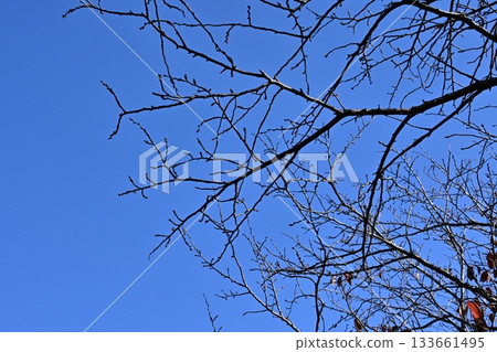 冬天圖片 冬天圖片 133661495