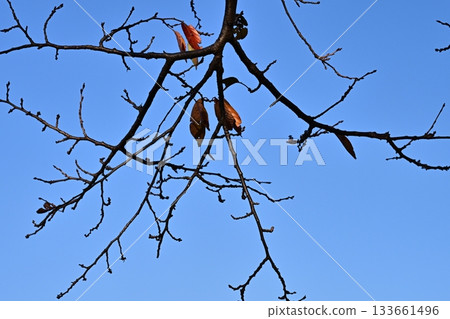 冬天圖片 冬天圖片 133661496