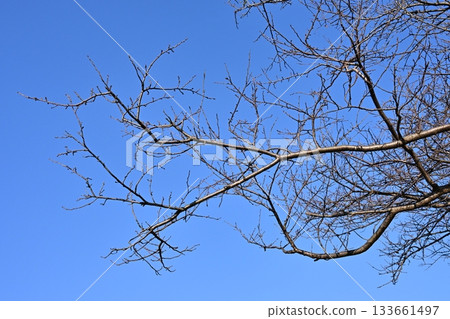 冬天圖片 冬天圖片 133661497