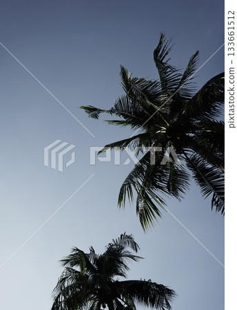 Real photography tropical palm trees blue clear sky low angle view horizon vertical image aesthetics Real photography tropical palm trees blue clear sky low angle view horizon vertical image aesthetics 133661512