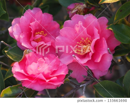 美麗的茶梅(Camellia sasanqua) 美麗的茶梅(Camellia sasanqua) 133661698