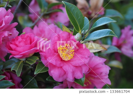 美麗的茶梅（Camellia sasanqua） 133661704