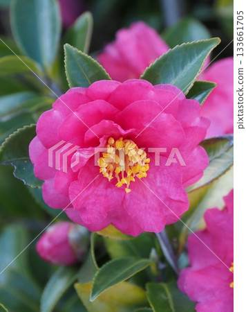 美麗的茶梅(Camellia sasanqua) 美麗的茶梅(Camellia sasanqua) 133661705