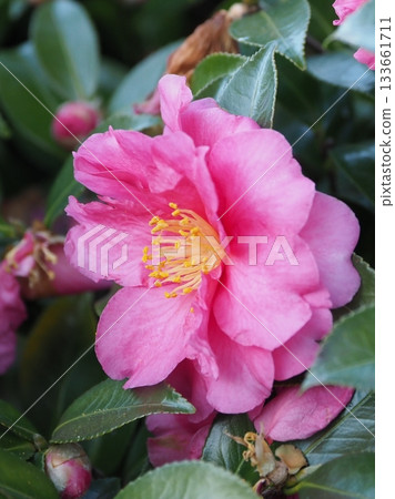 Beautiful camellia (Camellia sasanqua) Beautiful camellia (Camellia sasanqua) 133661711
